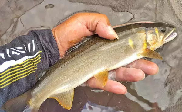 「四万十川の大アユ釣りで31.6cm尺アユ登場！【高知】2日間で3尾の尺超え達成」の画像