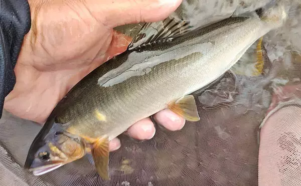 「四万十川の大アユ釣りで31.6cm尺アユ登場！【高知】2日間で3尾の尺超え達成」の画像