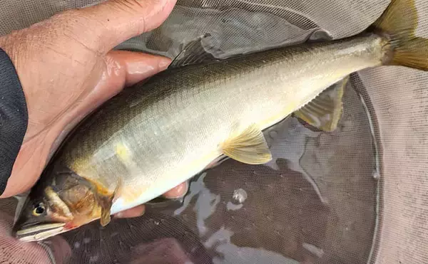 「四万十川の大アユ釣りで31.6cm尺アユ登場！【高知】2日間で3尾の尺超え達成」の画像