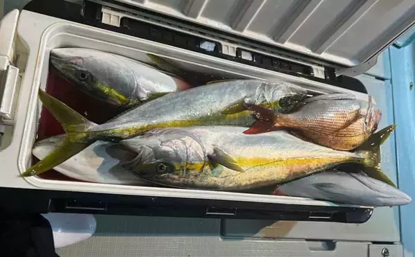 「【沖釣り釣果速報】浦島礁のジャンボメダイ船が好調！船中12匹の好実績（福井）」の画像