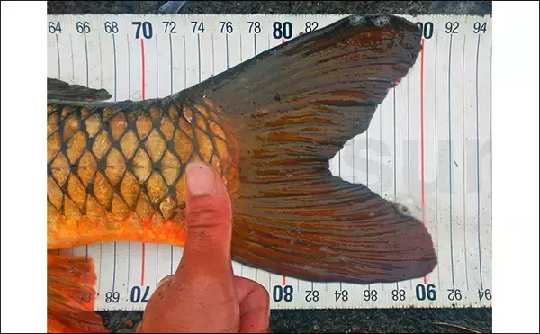 「淡水五目釣りで91cm大型ゴイを手中【常陸利根川】ダントウボウとアメナマは連発」の画像