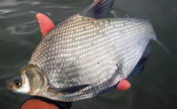 「淡水五目釣りで91cm大型ゴイを手中【常陸利根川】ダントウボウとアメナマは連発」の画像