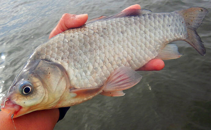 淡水五目釣りで91cm大型ゴイを手中【常陸利根川】ダントウボウとアメナマは連発