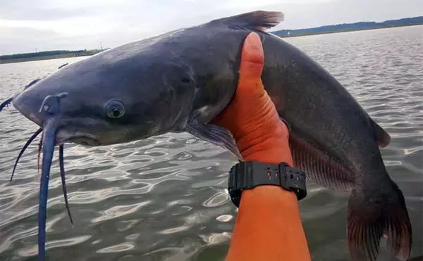 「淡水五目釣りで91cm大型ゴイを手中【常陸利根川】ダントウボウとアメナマは連発」の画像