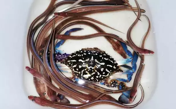 霞ヶ浦埠頭のチョイ投げ釣りでアナゴ17匹キャッチ！【三重】良型40cm超も浮上