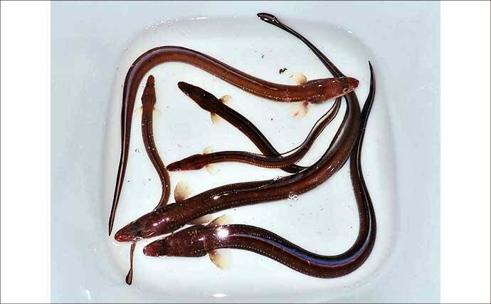 霞ヶ浦埠頭のチョイ投げ釣りでアナゴ17匹キャッチ！【三重】良型40cm超も浮上