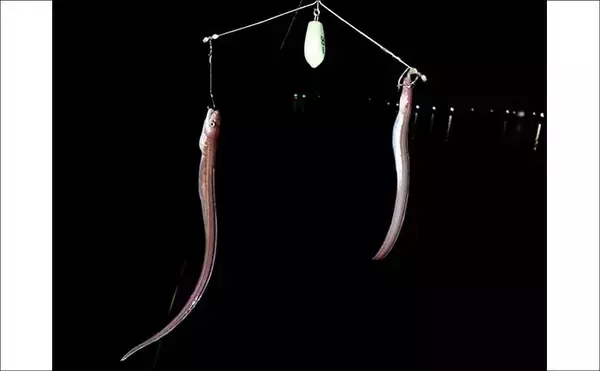 「霞ヶ浦埠頭のチョイ投げ釣りでアナゴ17匹キャッチ！【三重】良型40cm超も浮上」の画像