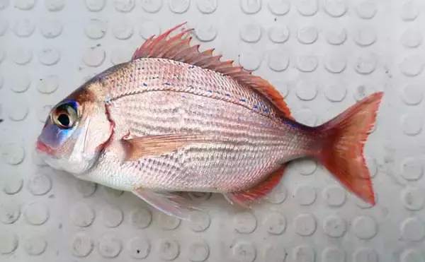 「沼津沖ボート釣りでシロアマダイを狙う【静岡】 置き竿にアタリ連発の不思議」の画像