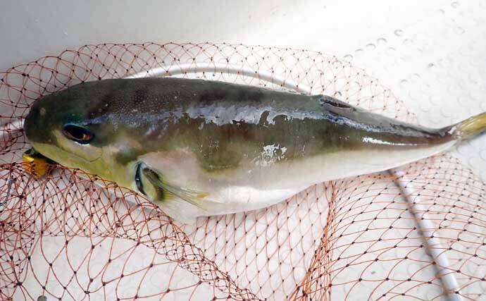 沼津沖ボート釣りでシロアマダイを狙う【静岡】 置き竿にアタリ連発の不思議