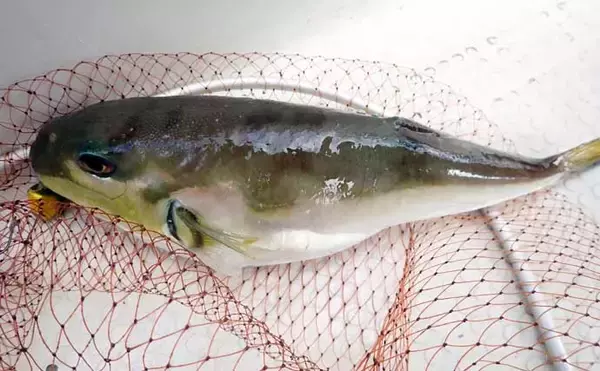 「沼津沖ボート釣りでシロアマダイを狙う【静岡】 置き竿にアタリ連発の不思議」の画像