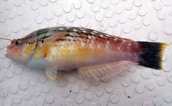 「沼津沖ボート釣りでシロアマダイを狙う【静岡】 置き竿にアタリ連発の不思議」の画像