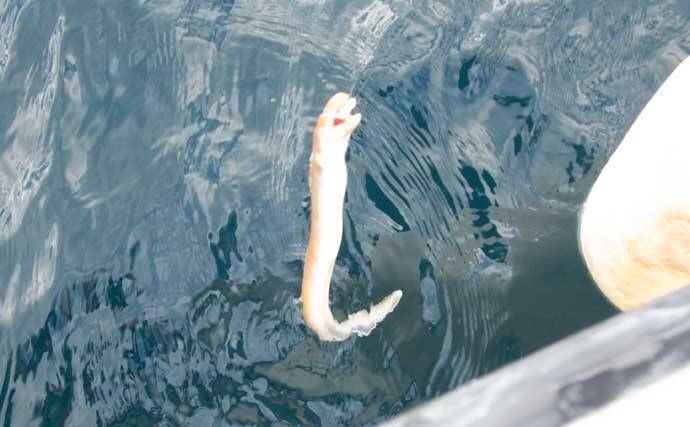 沼津沖ボート釣りでシロアマダイを狙う【静岡】 置き竿にアタリ連発の不思議