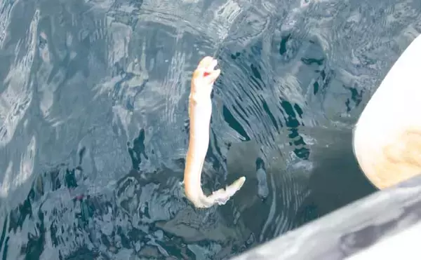 「沼津沖ボート釣りでシロアマダイを狙う【静岡】 置き竿にアタリ連発の不思議」の画像