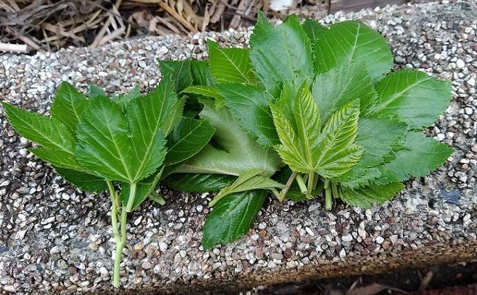東伊豆のウツボ釣りで68cm本命　夏のビールのお供に唐揚げが最高？