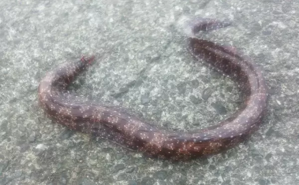 「東伊豆のウツボ釣りで68cm本命　夏のビールのお供に唐揚げが最高？」の画像