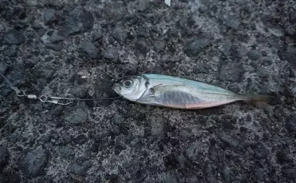 「東伊豆のウツボ釣りで68cm本命　夏のビールのお供に唐揚げが最高？」の画像