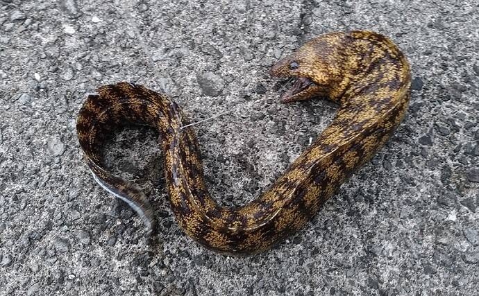 東伊豆のウツボ釣りで68cm本命　夏のビールのお供に唐揚げが最高？