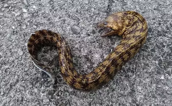 「東伊豆のウツボ釣りで68cm本命　夏のビールのお供に唐揚げが最高？」の画像