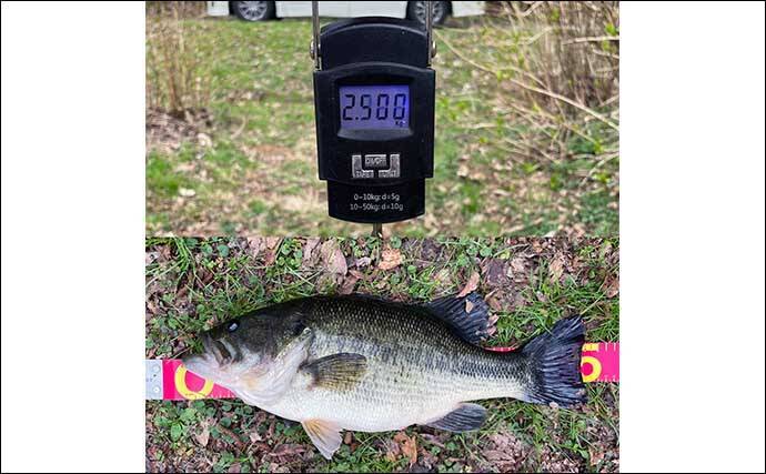 バス釣りでの【春のワカサギレイク攻略】 場所選び・ルアー・釣れるタイミングを解説