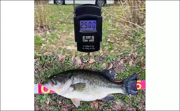 「バス釣りでの【春のワカサギレイク攻略】 場所選び・ルアー・釣れるタイミングを解説」の画像