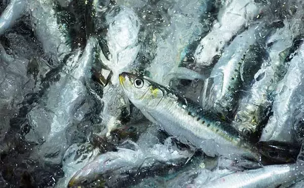 「日本でも近年増えている【ハラル認証】食品　寿司ネタ用水産加工品にも」の画像