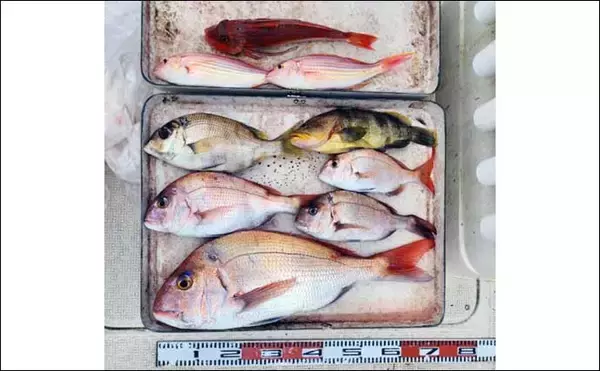 「【釣果速報】尾鷲湾でハタ類にワラサが絶賛好ヒット中！（三重）」の画像