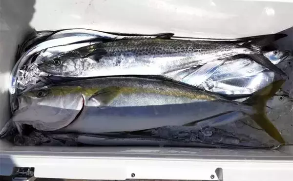 「【釣果速報】尾鷲湾でハタ類にワラサが絶賛好ヒット中！（三重）」の画像