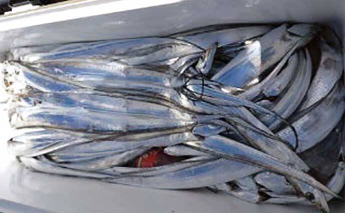 【釣果速報】尾鷲湾でハタ類にワラサが絶賛好ヒット中！（三重）