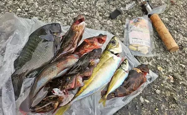 「「和歌山マリーナシティ釣り公園」でのファミリーフィッシングで4魚種手中　グミエサにヒット」の画像