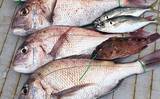「落とし込み終盤戦で50cm超えマダイを連打【和歌山・紀北】多彩な魚種で土産充実」の画像1