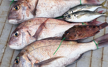 落とし込み終盤戦で50cm超えマダイを連打【和歌山・紀北】多彩な魚種で土産充実
