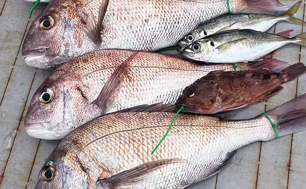 落とし込み終盤戦で50cm超えマダイを連打【和歌山・紀北】多彩な魚種で土産充実