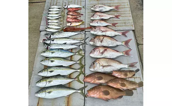 「落とし込み終盤戦で50cm超えマダイを連打【和歌山・紀北】多彩な魚種で土産充実」の画像