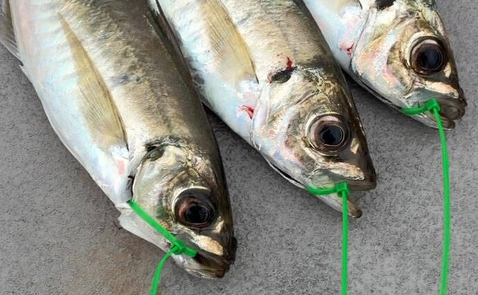 落とし込み終盤戦で50cm超えマダイを連打【和歌山・紀北】多彩な魚種で土産充実