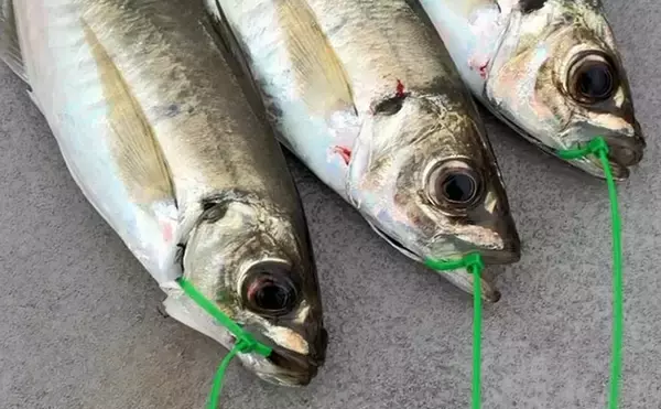 「落とし込み終盤戦で50cm超えマダイを連打【和歌山・紀北】多彩な魚種で土産充実」の画像