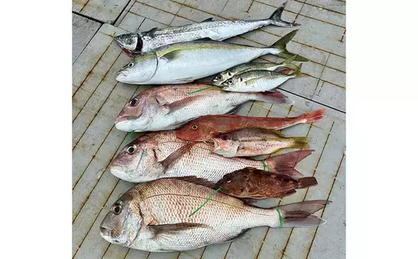 「落とし込み終盤戦で50cm超えマダイを連打【和歌山・紀北】多彩な魚種で土産充実」の画像