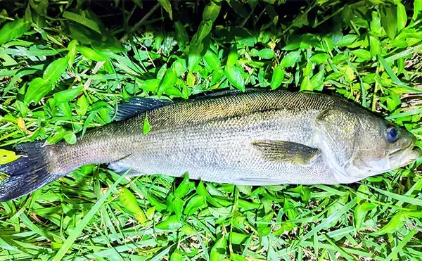 「大型ヒットに備えよう！」リバーシーバスゲームで70cm頭に良型を連打【千葉】