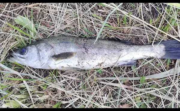 「「大型ヒットに備えよう！」リバーシーバスゲームで70cm頭に良型を連打【千葉】」の画像