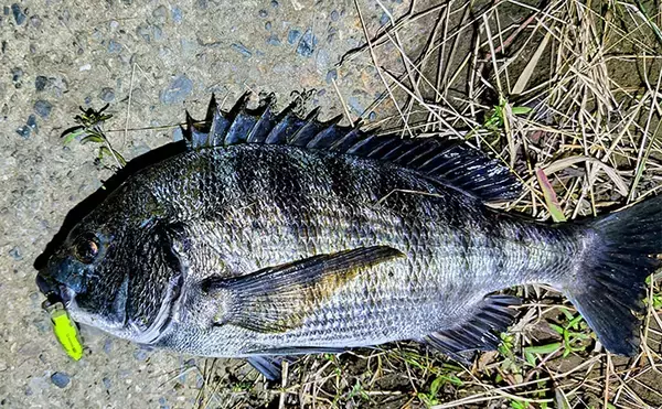 「「大型ヒットに備えよう！」リバーシーバスゲームで70cm頭に良型を連打【千葉】」の画像