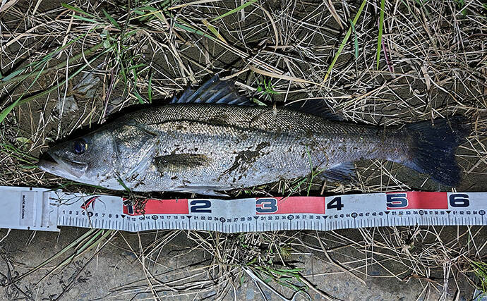 「大型ヒットに備えよう！」リバーシーバスゲームで70cm頭に良型を連打【千葉】