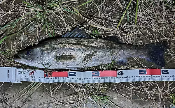 「「大型ヒットに備えよう！」リバーシーバスゲームで70cm頭に良型を連打【千葉】」の画像