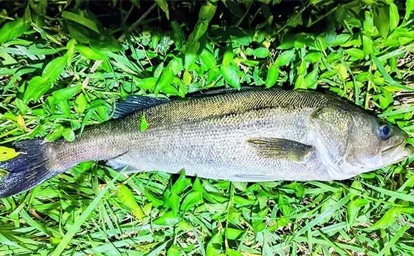 「「大型ヒットに備えよう！」リバーシーバスゲームで70cm頭に良型を連打【千葉】」の画像