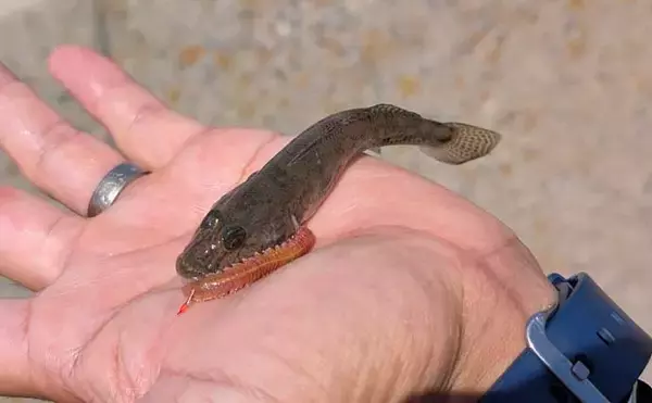 「「上げ潮に連発！」碧南海釣り広場のハゼ釣りで夫婦合わせて39匹キャッチ【愛知】」の画像