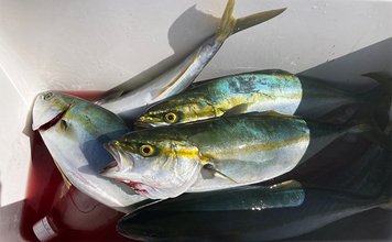 伊勢湾奥キャスティングゲームで「サワラカッター2発」の洗礼に泣く ツバスは連発