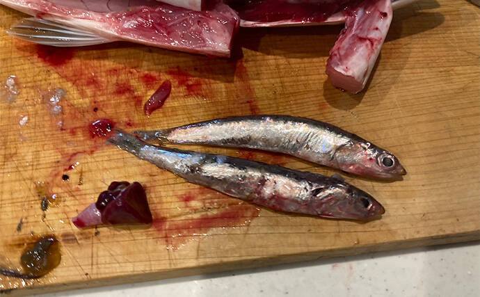 伊勢湾奥キャスティングゲームで「サワラカッター2発」の洗礼に泣く　ツバスは連発