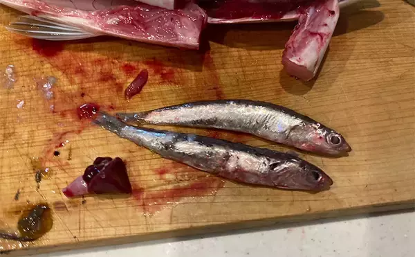 「伊勢湾奥キャスティングゲームで「サワラカッター2発」の洗礼に泣く　ツバスは連発」の画像