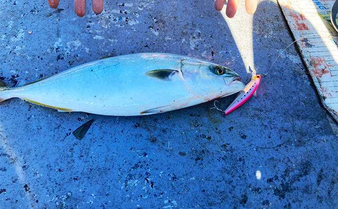 伊勢湾奥キャスティングゲームで「サワラカッター2発」の洗礼に泣く　ツバスは連発