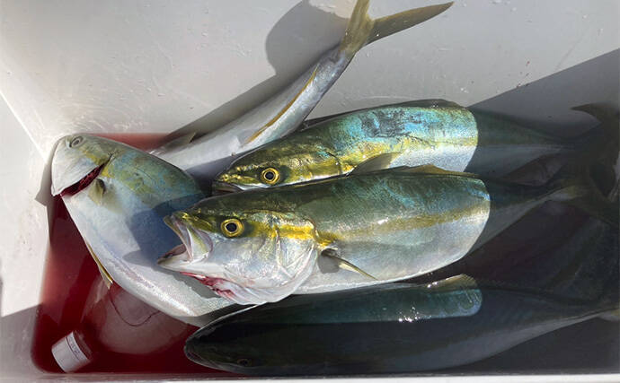 伊勢湾奥キャスティングゲームで「サワラカッター2発」の洗礼に泣く　ツバスは連発