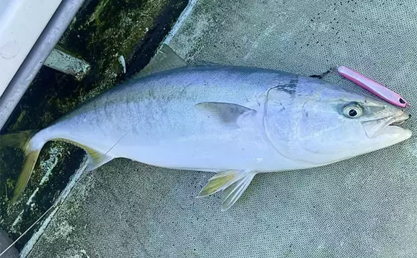 「「10kg超えブリが続々！」上越沖ジギングで腹パン寒ブリをキャッチ【こうゆう丸】」の画像