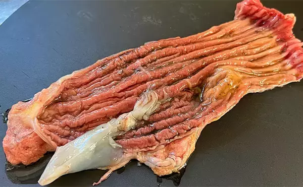 「「10kg超えブリが続々！」上越沖ジギングで腹パン寒ブリをキャッチ【こうゆう丸】」の画像